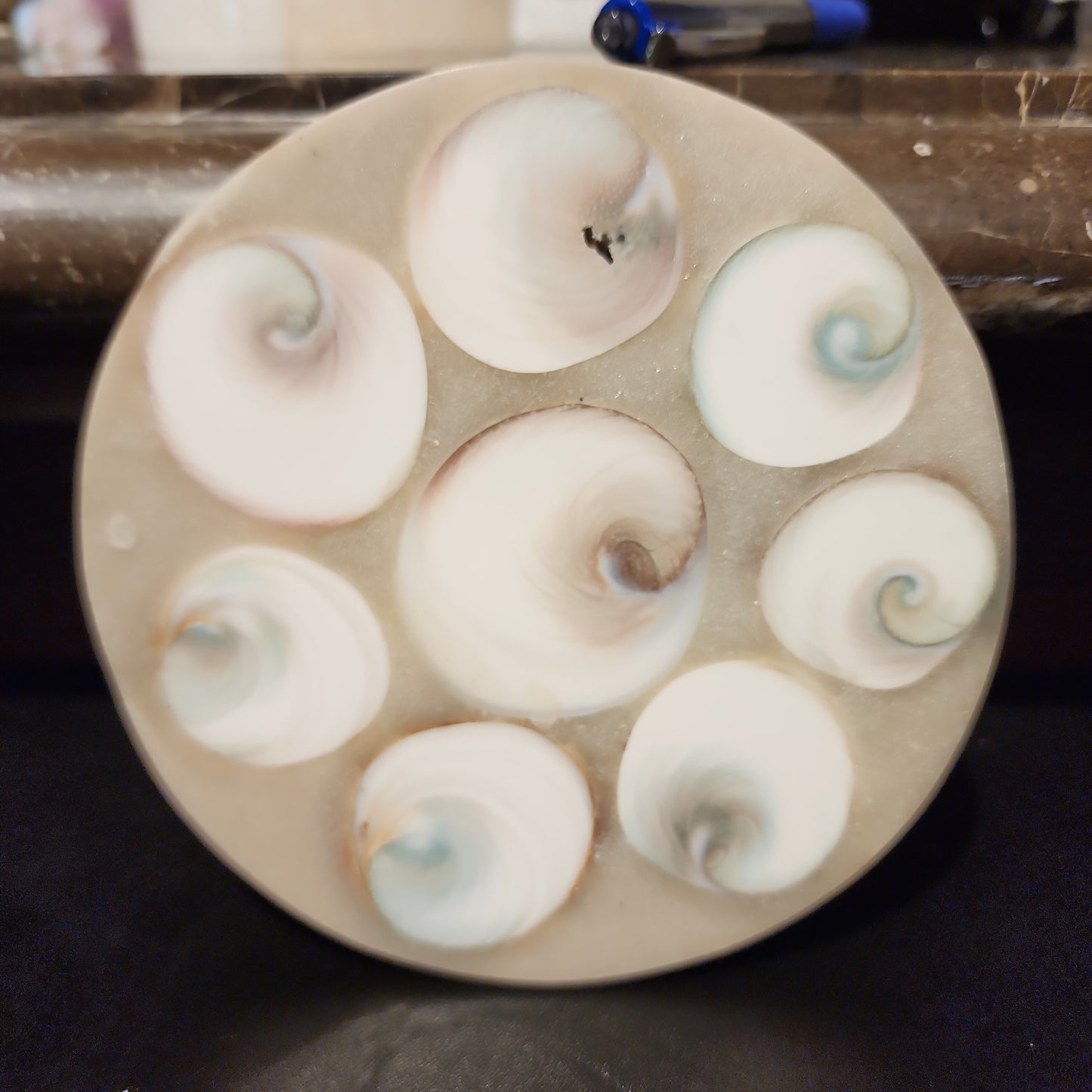 Conch disc specimen