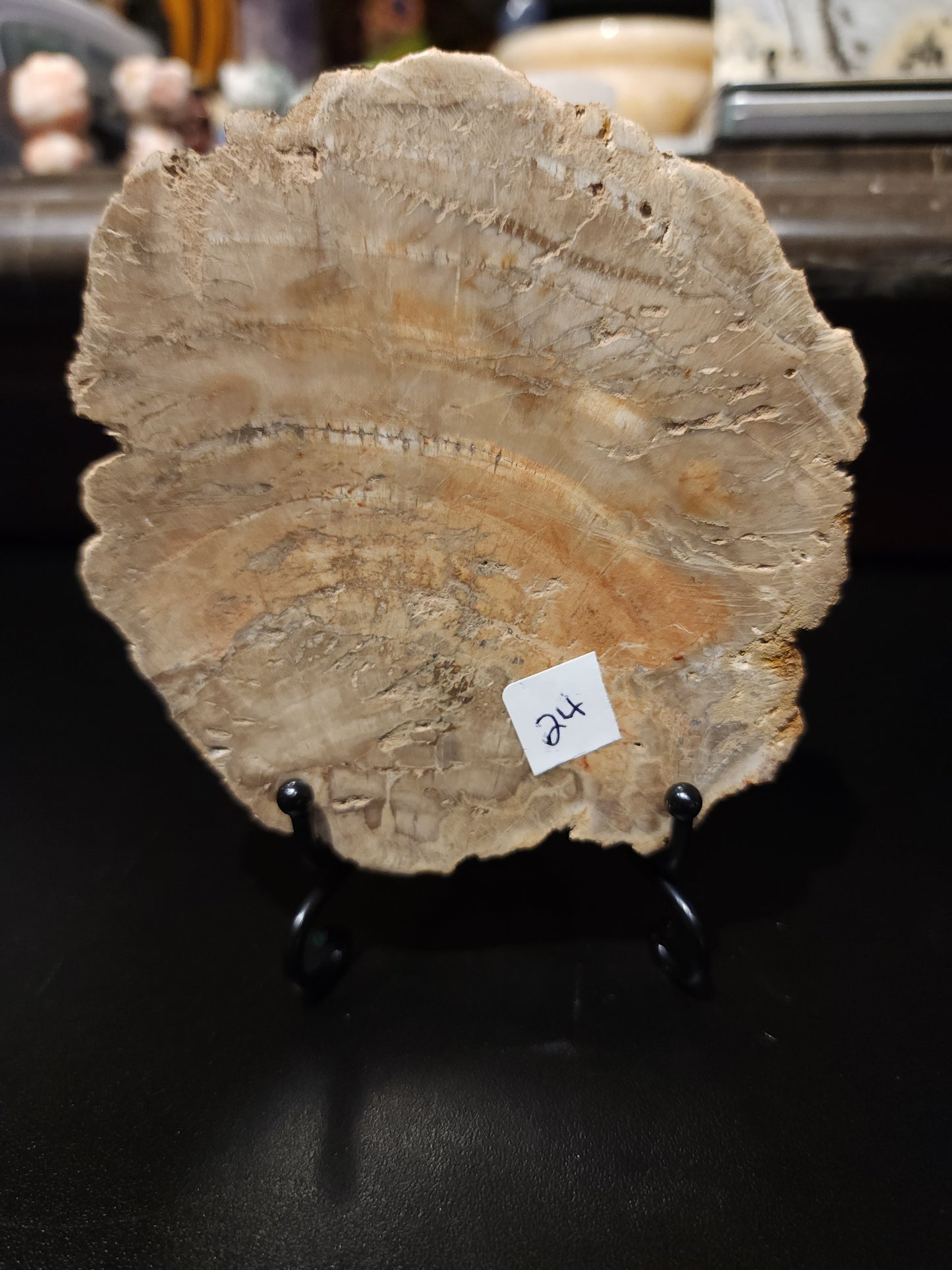 Petrified wood slab