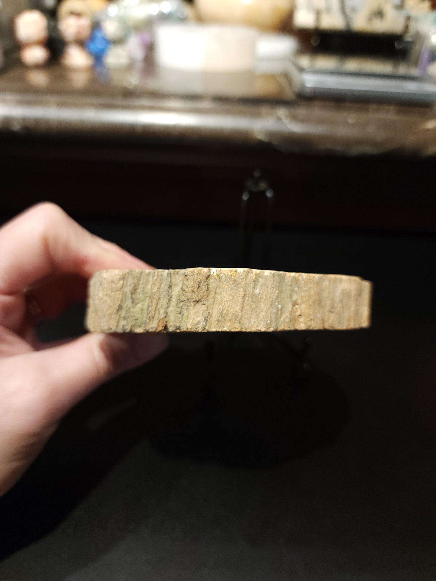 Petrified wood slab