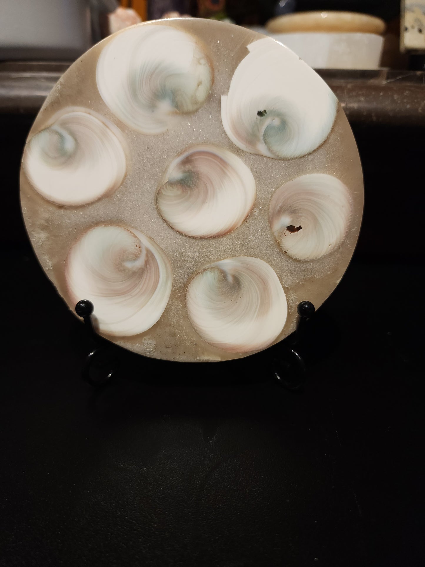 Conch disc specimen