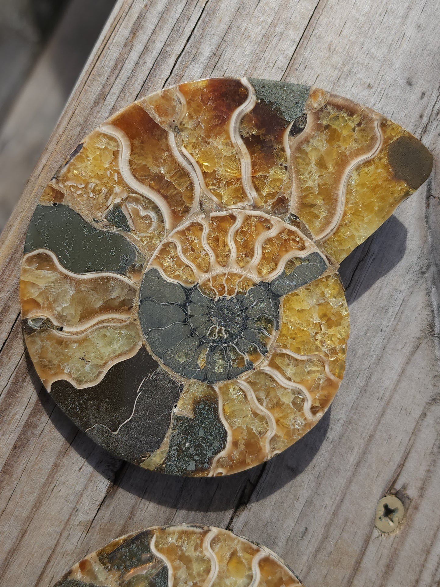 Ammonite pair