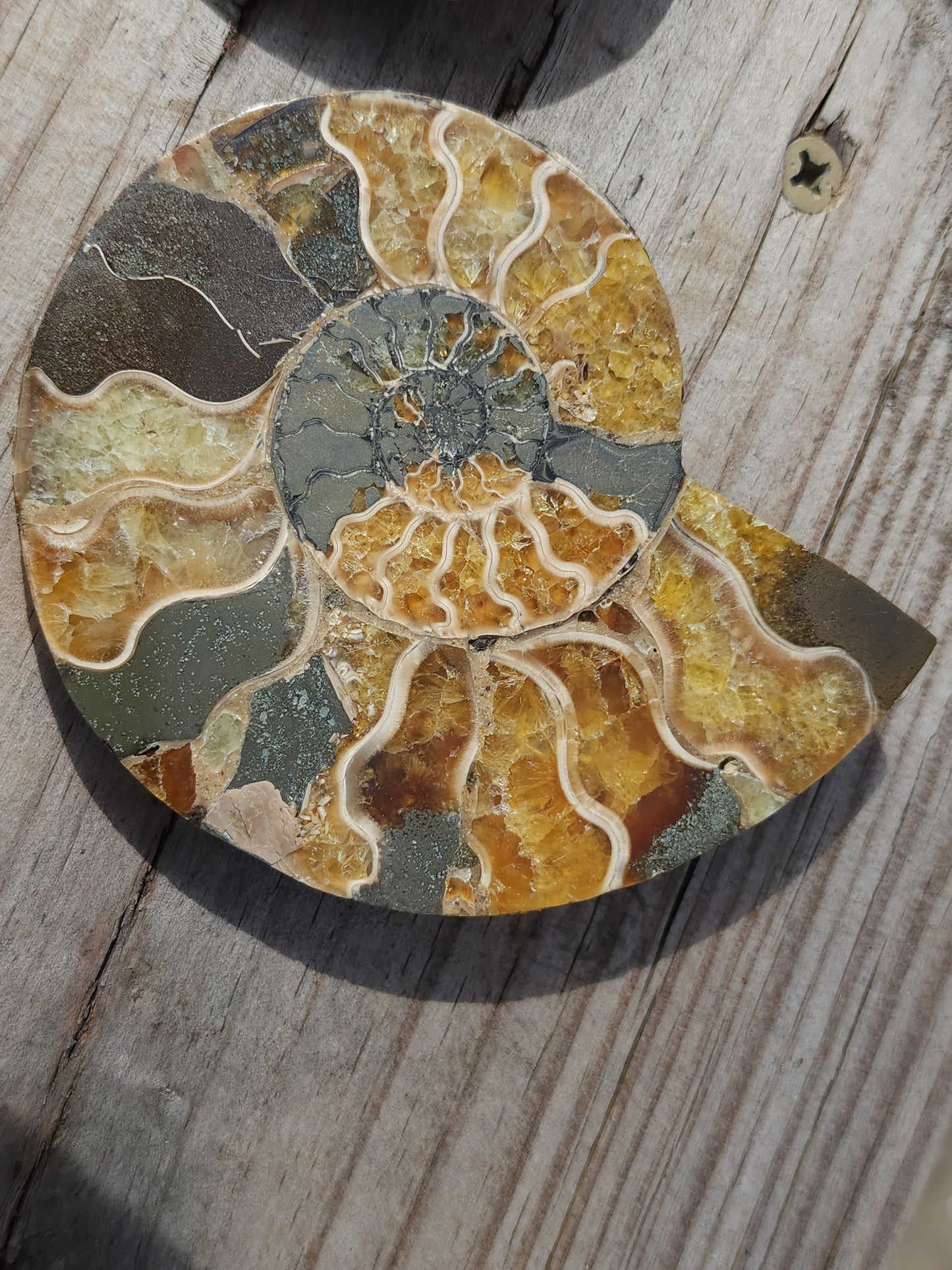 Ammonite pair