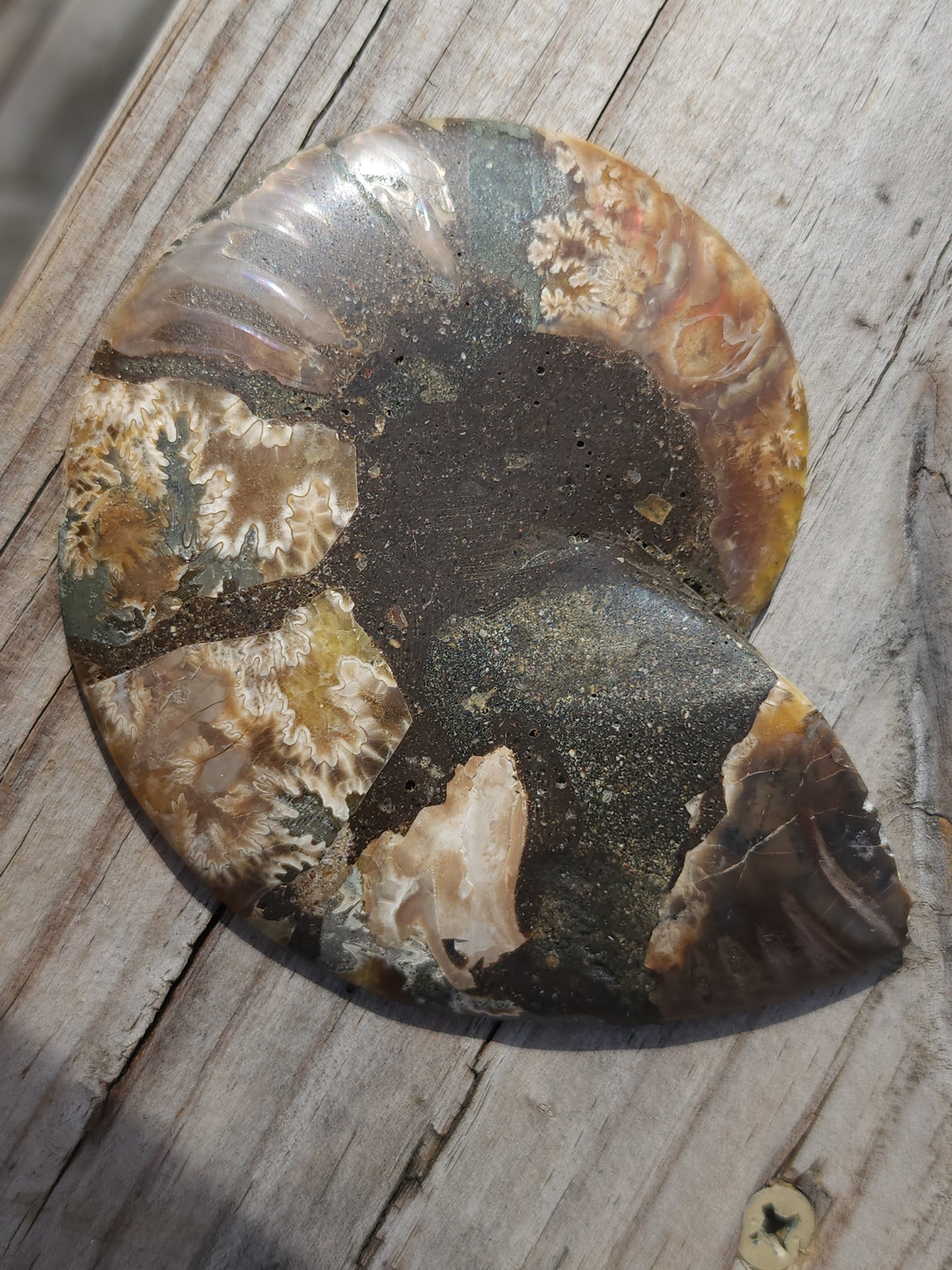 Ammonite pair