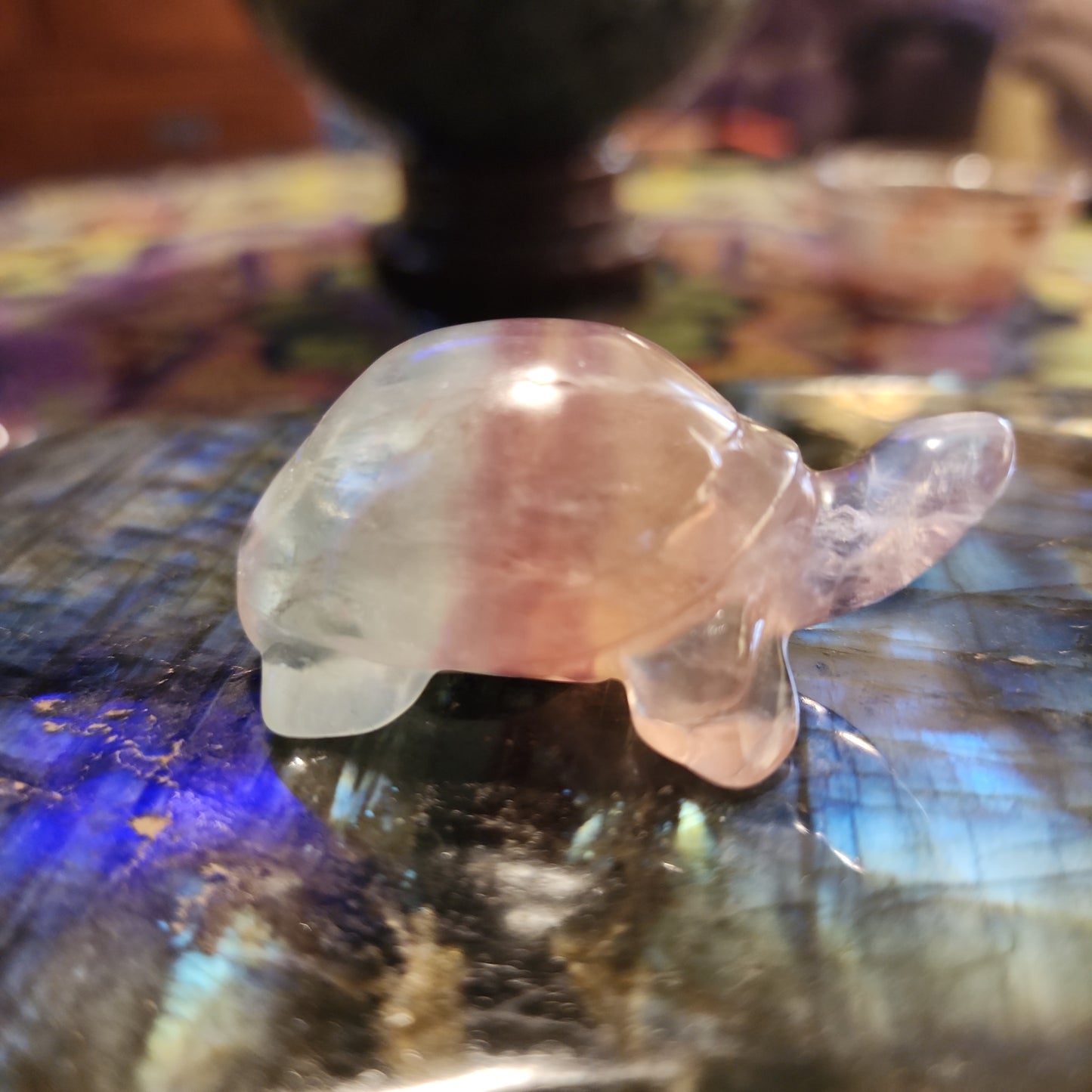 Rainbow 🌈 Fluorite Turtle