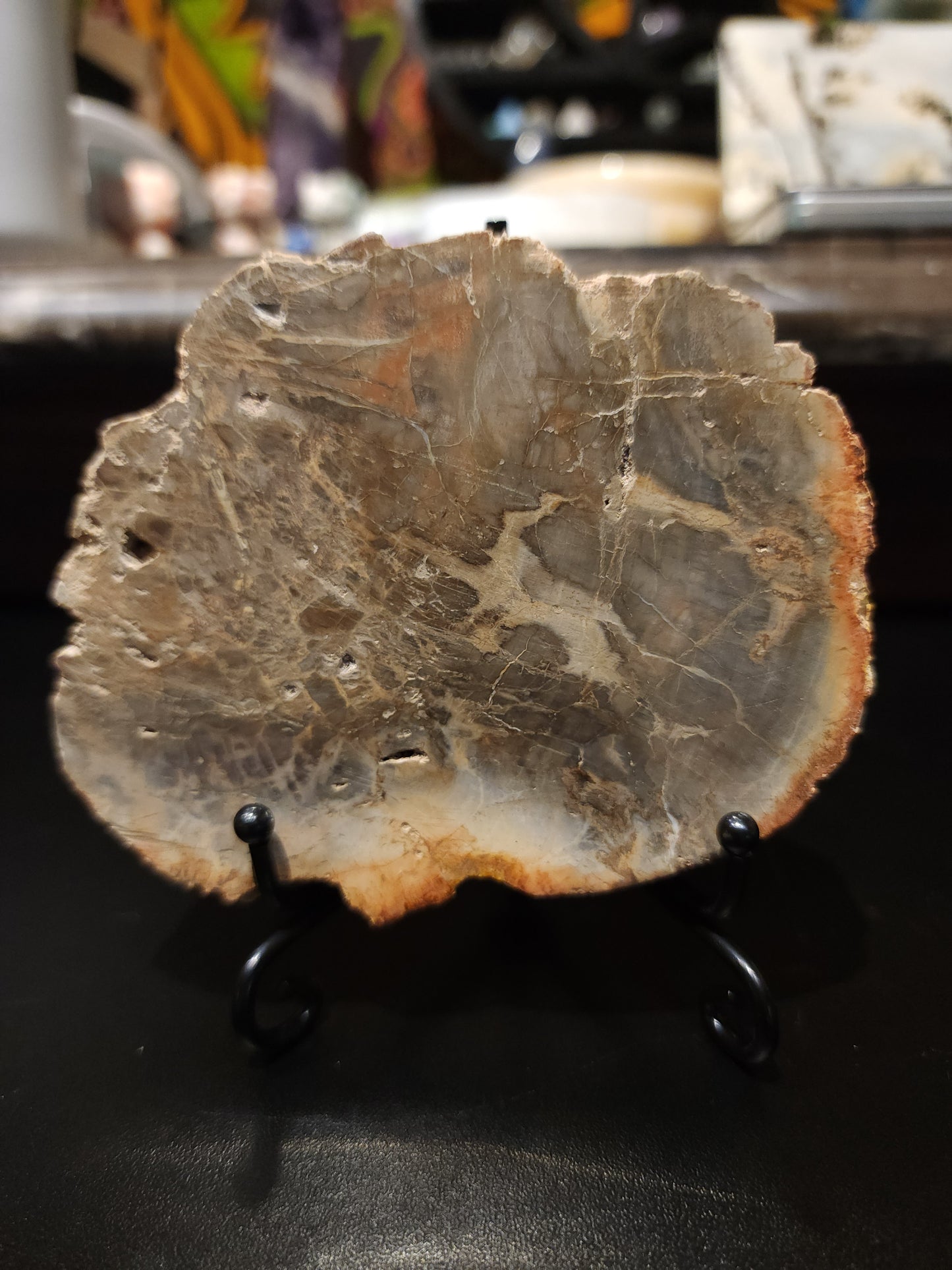 Petrified wood slab