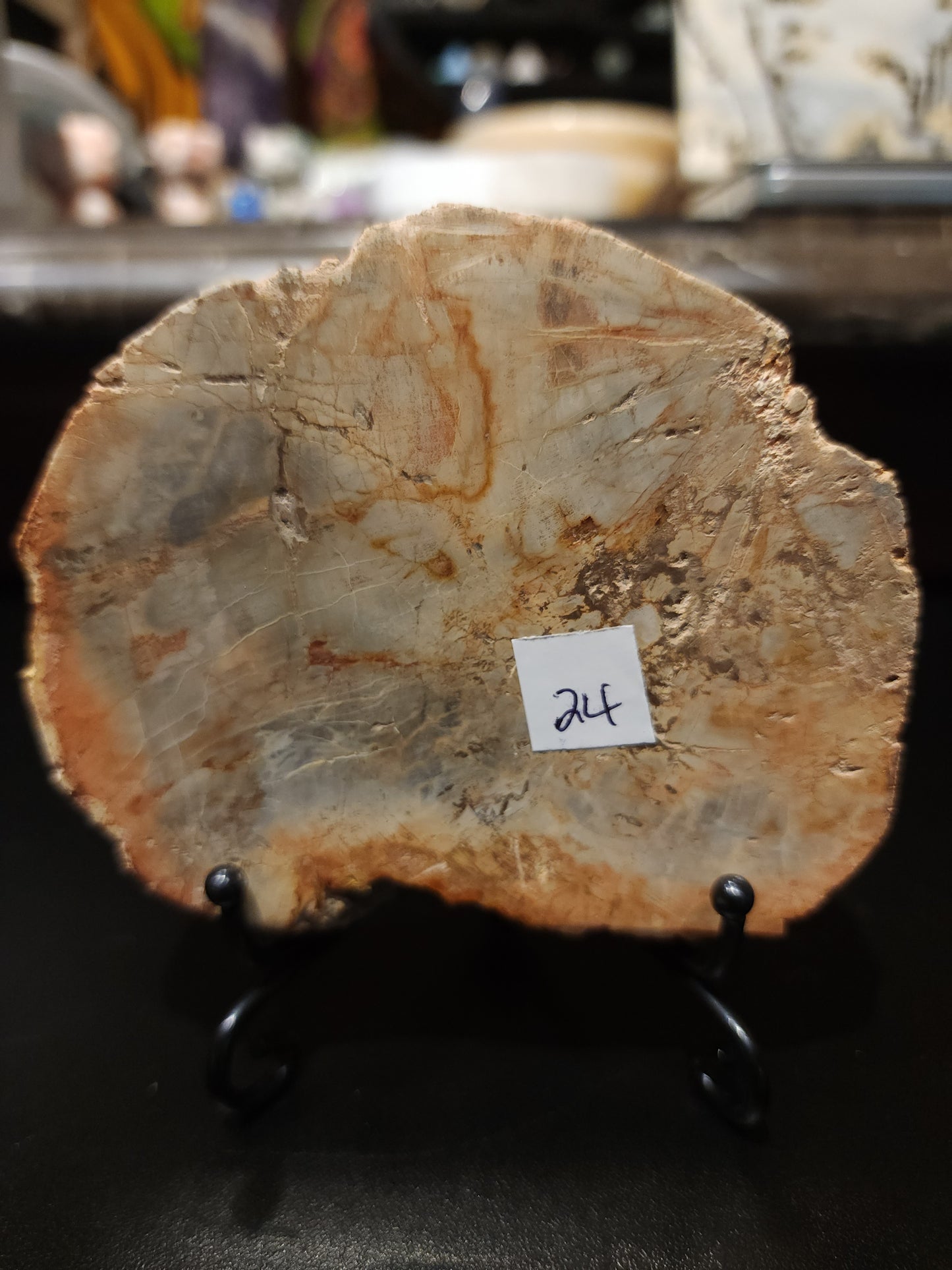 Petrified wood slab