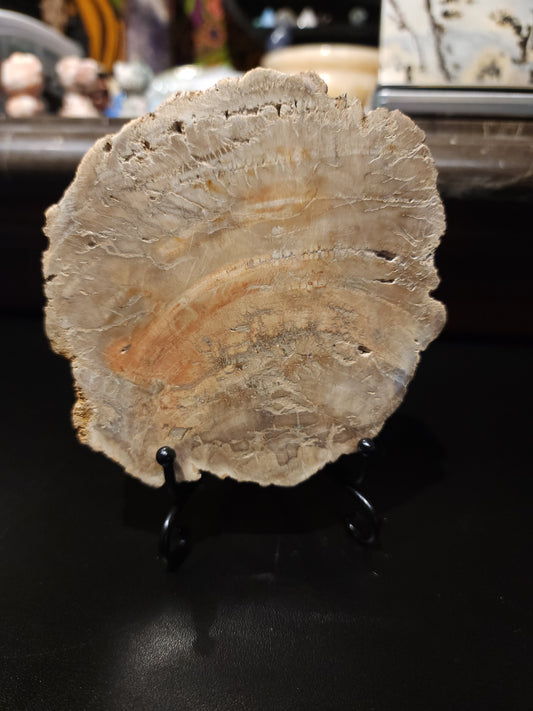 Petrified wood slab