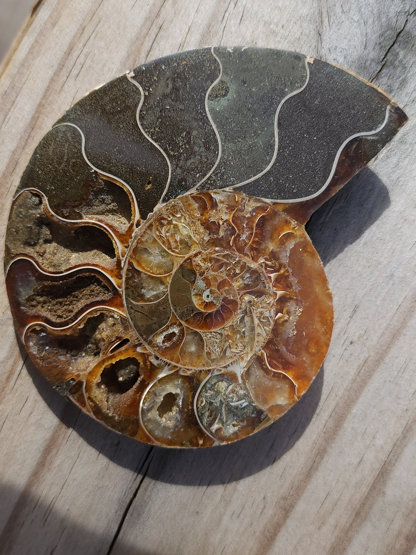 Ammonite pair