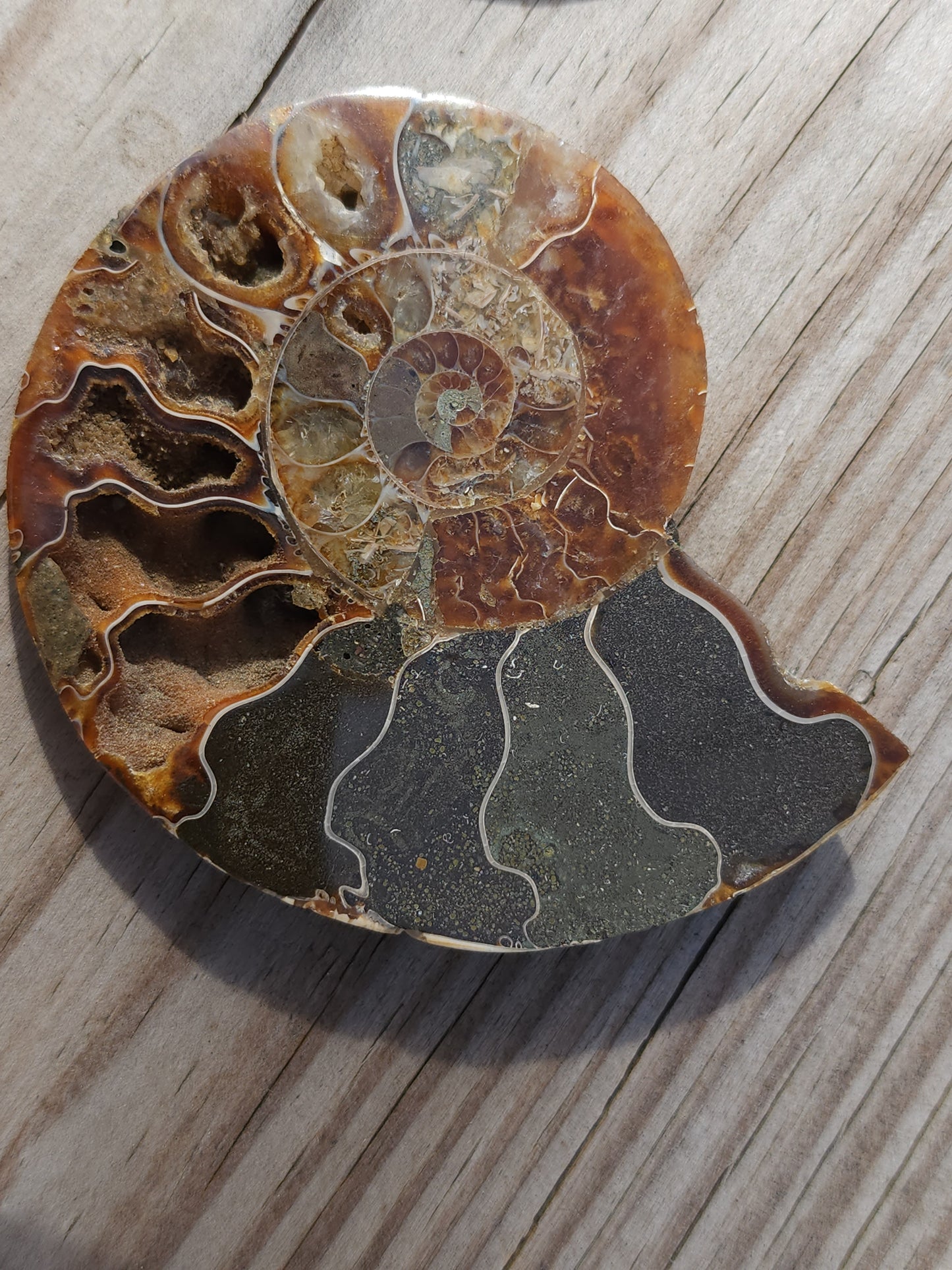 Ammonite pair