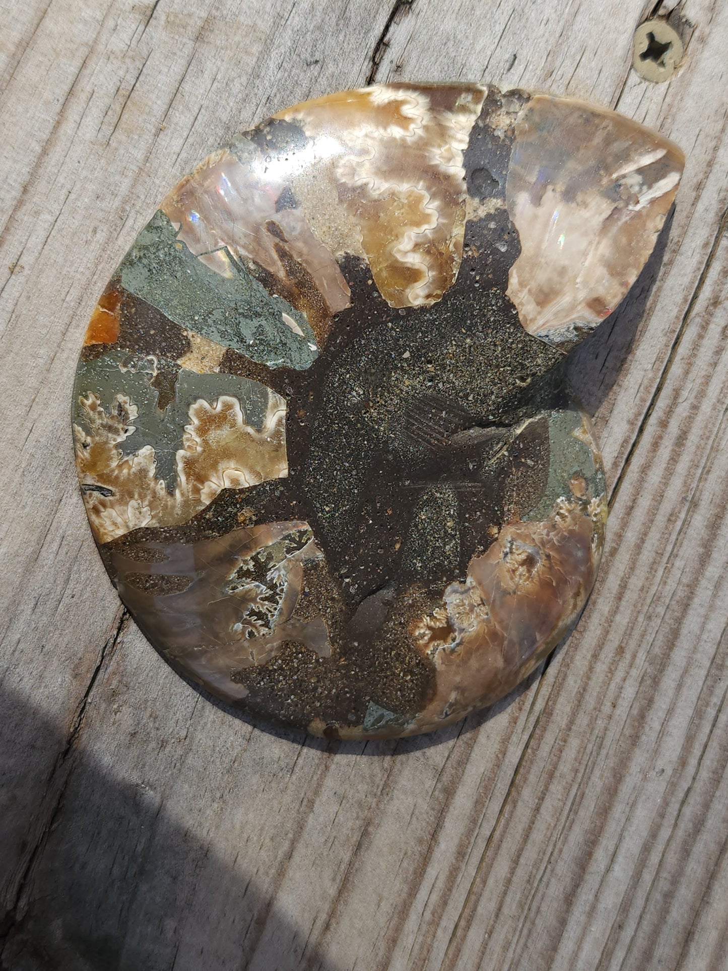 Ammonite pair